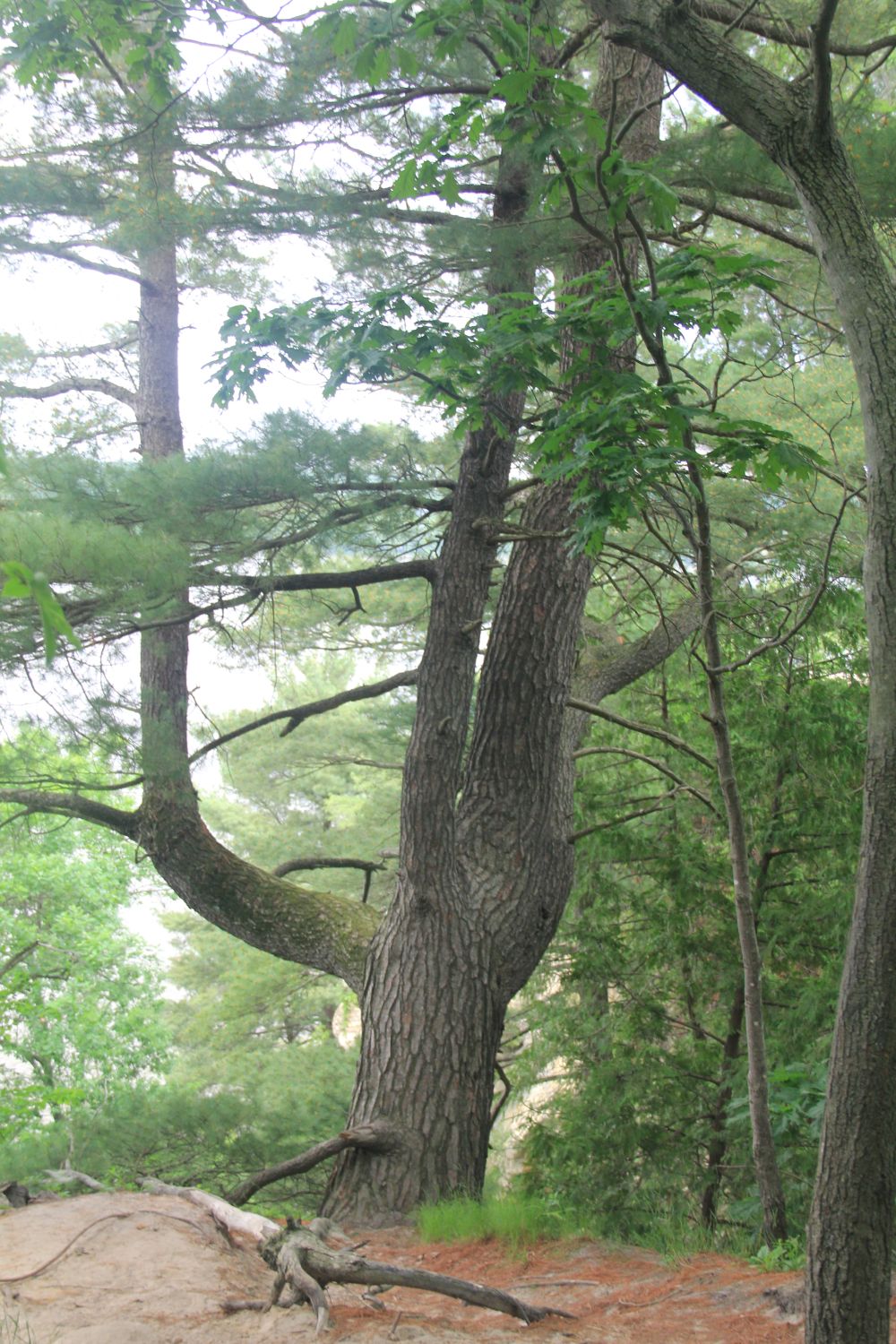 Starved Rock 